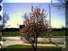 floweringtree.jpg (87615 bytes)